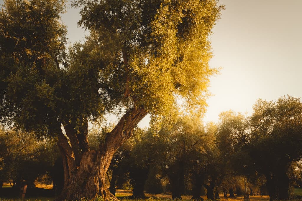 Olive Tree at Hadrian's Villa, Italy